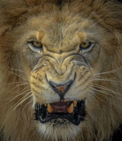 Male lions roar to establish territory, but with the decline of the lion population, roars have ...