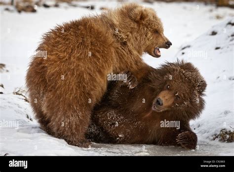 CAPTIVE: Pair of Kodiak brown bear cubs play and wrestle in the snow at Alaska Wildlife ...