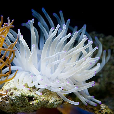 White Anemone Saltwater gallery | Anemone, Sea anemone, Fish tank terrarium