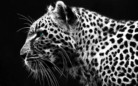 Black Leopard Wallpapers - Top Free Black Leopard Backgrounds ...