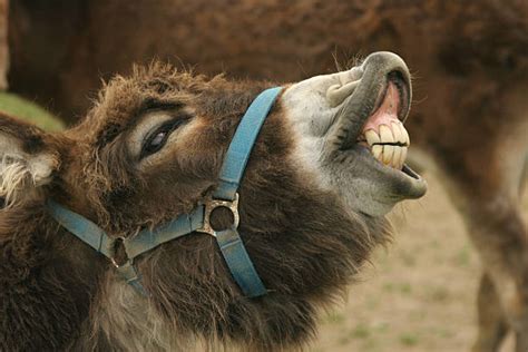 Donkey Teeth Stock Photos, Pictures & Royalty-Free Images - iStock