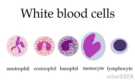 WBC Disorders - Blood & the Cardiovascular System