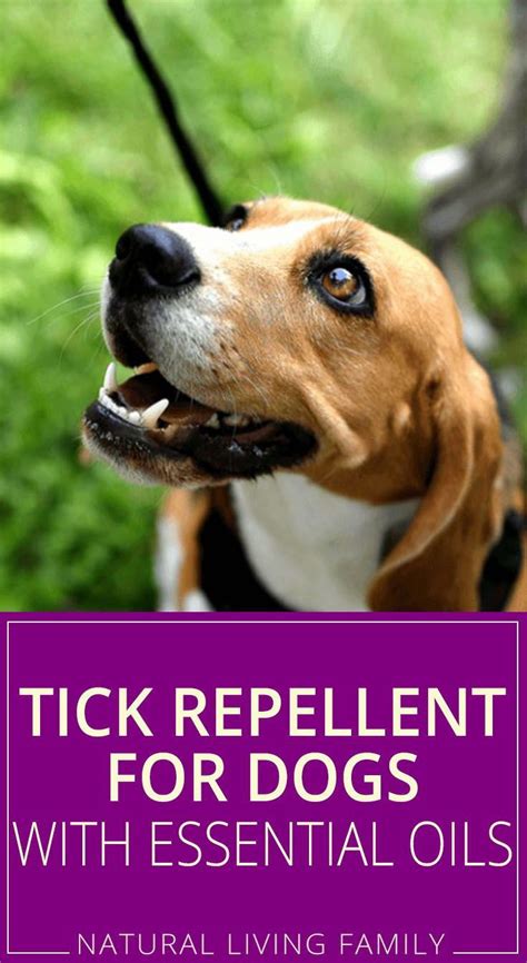 Homemade Tick Repellent For Dogs w/ Essential Oils | Recipe | Tick repellent for dogs, Essential ...
