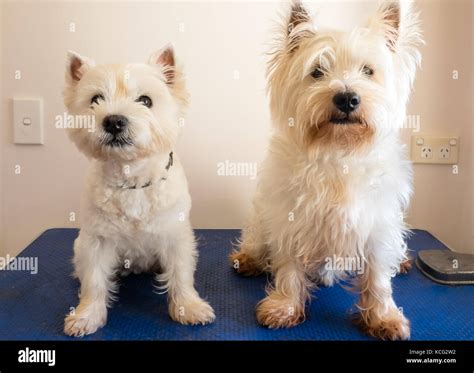 West highland terrier westie grooming hi-res stock photography and images - Alamy