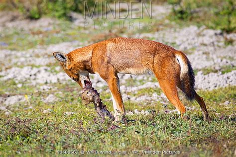 Minden Pictures stock photos - Ethiopian wolf (Canis simensis) eating Giant mole rat ...