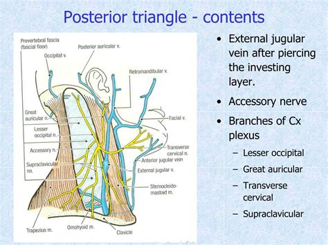 PPT - Triangles of the Neck PowerPoint Presentation, free download - ID:6875611