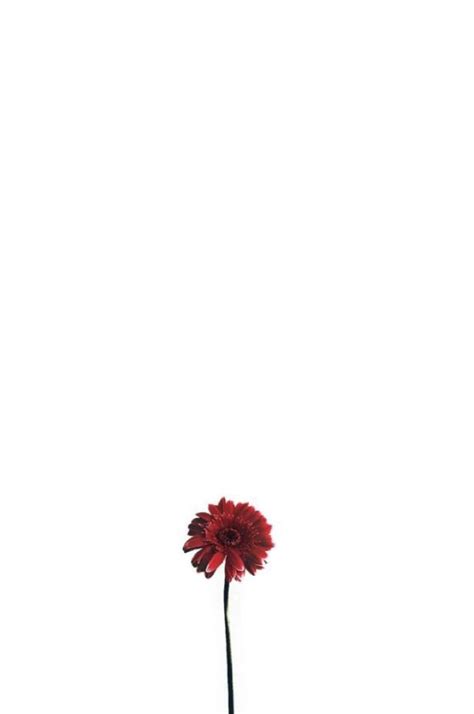 Minimalist Flower Wallpapers - 4k, HD Minimalist Flower Backgrounds on WallpaperBat