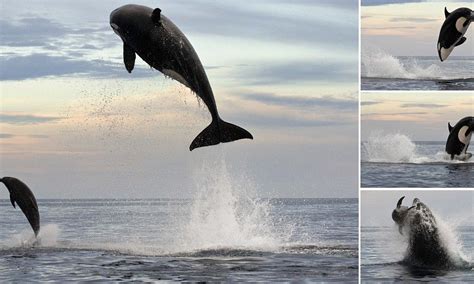 Look out, he's behind you! Eight-ton orca leaps 15ft into the air to finally capture dolphin he ...