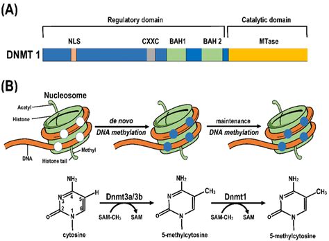 Schematic representation of (A) the structure of DNMT1 gene and (B) the... | Download Scientific ...