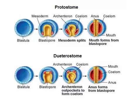 prostome&bro sis posttome