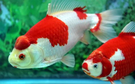 Wakin Goldfish Care: Complete Guide for Beginners - AquariumNexus