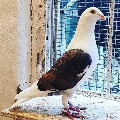 Kabutar Pigeon