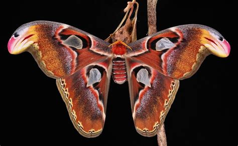 Female Atlas Moth (Attacus atlas, Saturniidae) | Wingspan (a… | Flickr