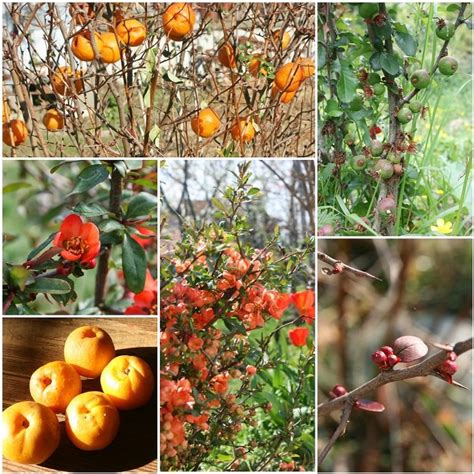 Japanese Flowering Quince Tree