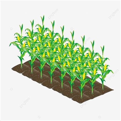 Corn Field Clipart Black And White Christmas