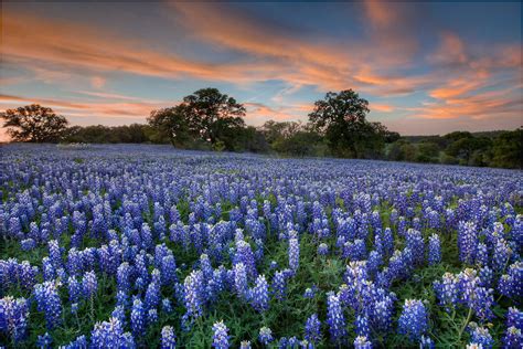 Texas Bluebonnets wallpapers, Earth, HQ Texas Bluebonnets pictures | 4K ...