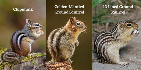 Chipmunk vs Squirrel: Ultimate Guide to the 8 Differences!