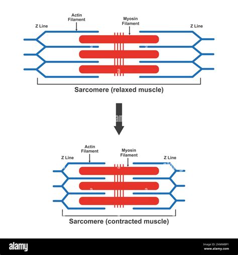 Sarcomere Diagram Myosin Actin