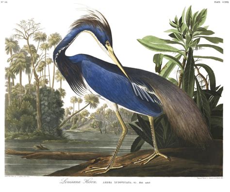 Audubon Has Made 435 Prints From Birds of America Free to Download