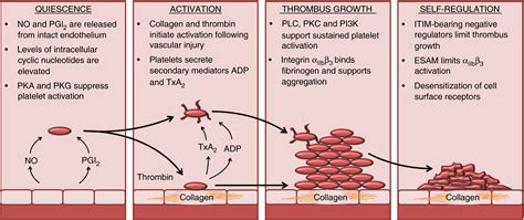 Platelet Aggregation Diagram