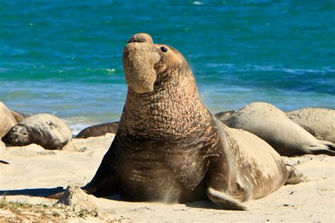 Northern Elephant Seal - Channel Islands National Park (U.S. National ...