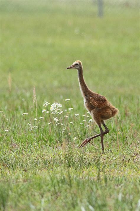 Sandhill Crane chicks in the park! by Anna Fasoli | Nemesis Bird