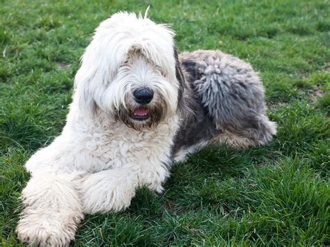 Most Common Shaggy Dog Breeds – Petsmont