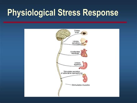 PPT - Can Stress Make You Ill? PowerPoint Presentation, free download ...