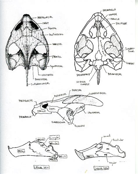 Biology of the Reptilia: Lab #2: Testudines (Nick Spies and Alex Murray)