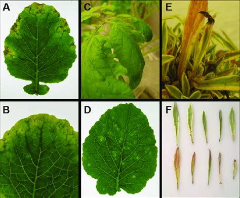 Symptoms caused by Portuguese Xanthomonas campestris isolates. (A, B ...