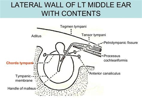 The ear. auditory pathway and olfactory pathway