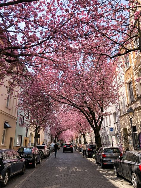 How To Visit the Cherry Blossoms Trees in Bonn - Hello Graciemo