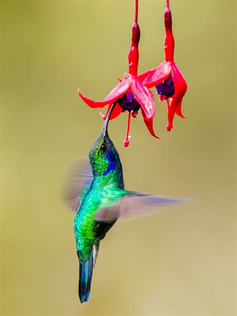 Springing into Hummingbird Season - The Greenville Advocate | The ...