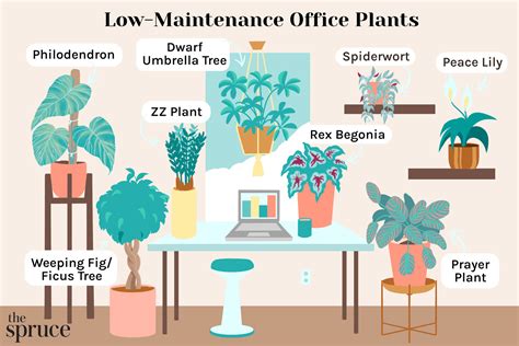 Office Cubicle Plants