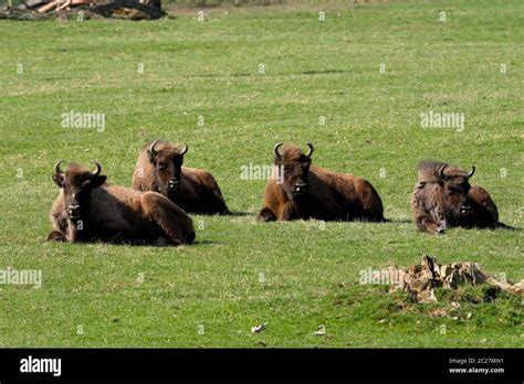 The European bison Stock Photo - Alamy