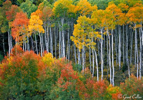 Aspen Tree Fall Colors