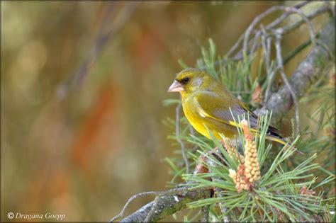 Verdier d'Europe - Oiseaux de france