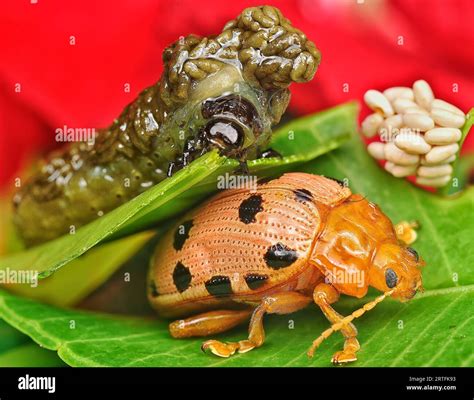 closeup shots of the life cycles of leaf beetle Stock Photo - Alamy