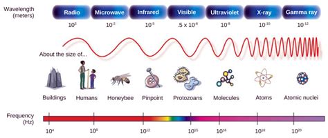 Vision | Biology I