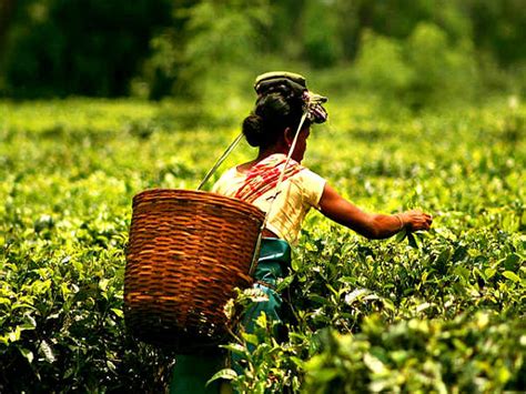 Four Best Tea Plantation States in India - Nativeplanet