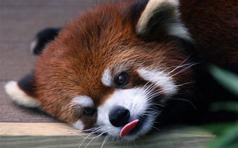 red panda, animals, muzzles, panda, HD Wallpaper | Rare Gallery