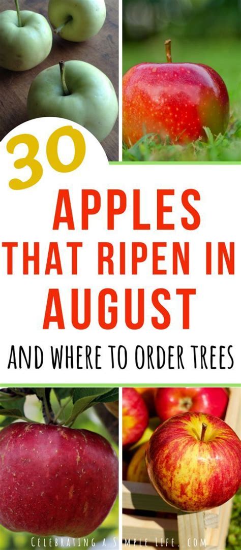 List of super early apple varieties that ripen in August via @saltinmycoffee Fruit Bushes, Fruit ...