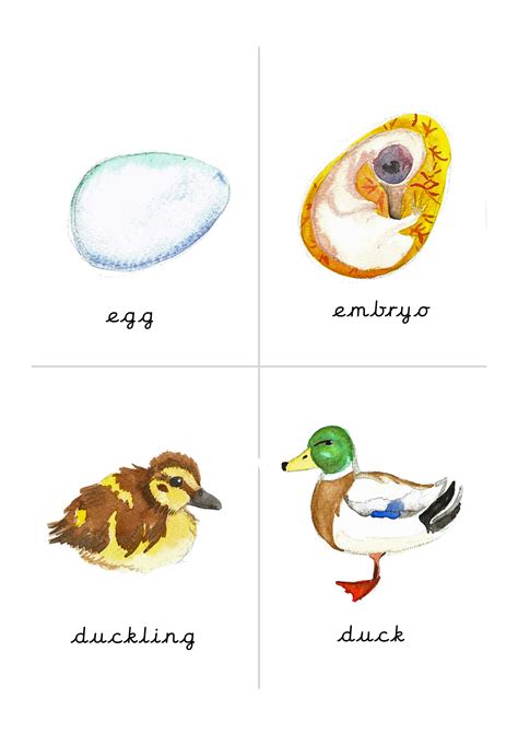 Duck Life Cycle Sequence Cards by Teach Simple