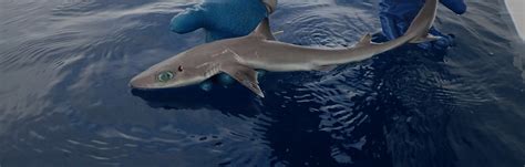 Shark Week: How Scientists Discovered a New Shark Species Near Florida