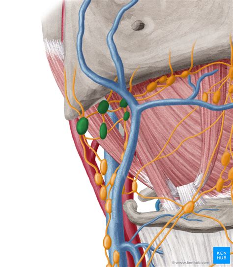 Submandibular Triangle - Anatomy and Clinical Notes | Kenhub