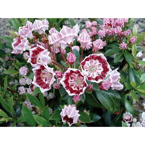 Minuet Dwarf Mountain Laurel - Kalmia - Very Hardy - 2.5" Pot - Walmart.com - Walmart.com