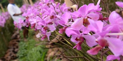 Anggrek Larat Khas Maluku - Orchids | Plants