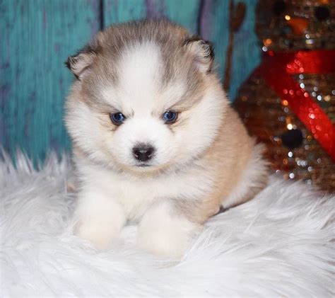 Pomsky Puppies For Sale | Omaha, NE #293607 | Petzlover