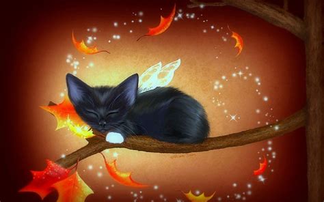 Pumpkin Cat Wallpaper