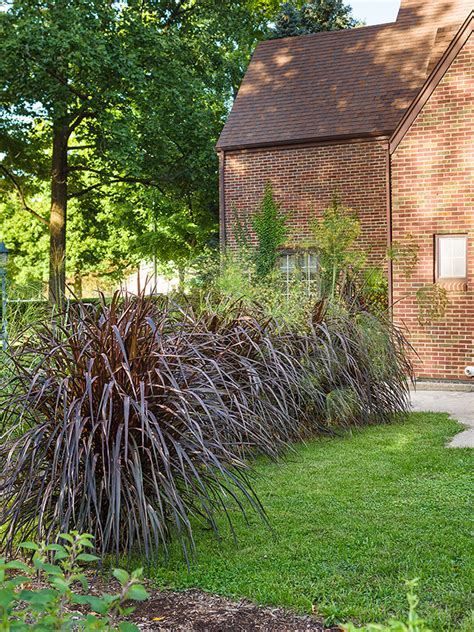 5 Uses for Ornamental Grasses in Your Garden | Proven Winners